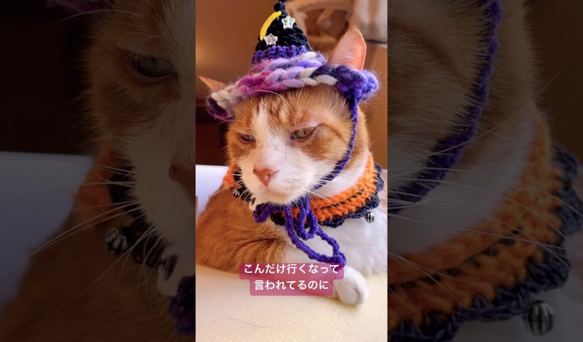 渋谷のハロウィンてどんな感じなのかにゃ？ #cat #ラバーガールショートコント #猫のいる生活