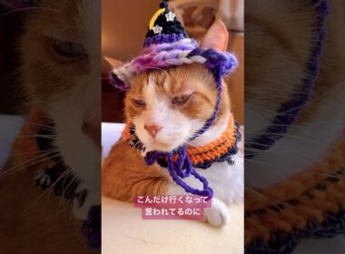 渋谷のハロウィンてどんな感じなのかにゃ？ #cat #ラバーガールショートコント #猫のいる生活