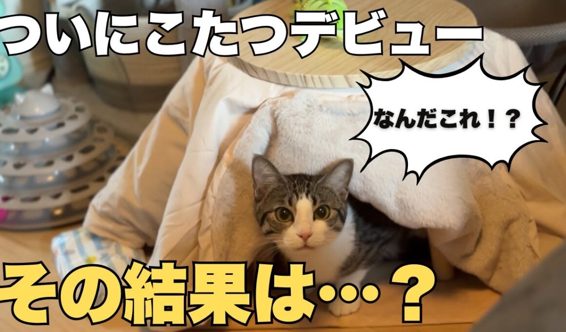 【保護猫】3COINSの猫用こたつを買ってみた結果…