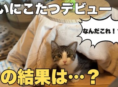 【保護猫】3COINSの猫用こたつを買ってみた結果…