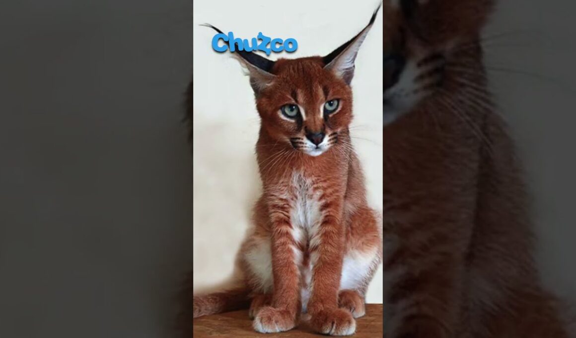 5 razas de GATOS más AGRESIVAS #shorts #gatos