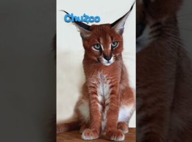 5 razas de GATOS más AGRESIVAS #shorts #gatos