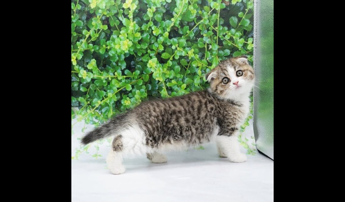 スコティッシュ・フォールド（ブラウンタビーホワイト）の女の子（2020/6/20生まれ）
