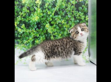 スコティッシュ・フォールド（ブラウンタビーホワイト）の女の子（2020/6/20生まれ）