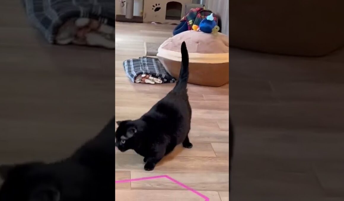 【黒猫マンチカン】ニーヨたん ハンター #shorts