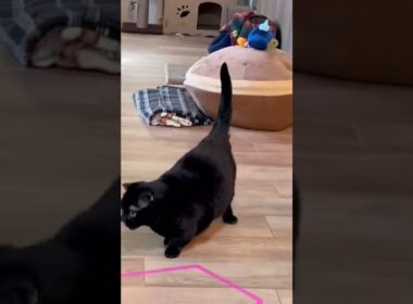 【黒猫マンチカン】ニーヨたん ハンター #shorts