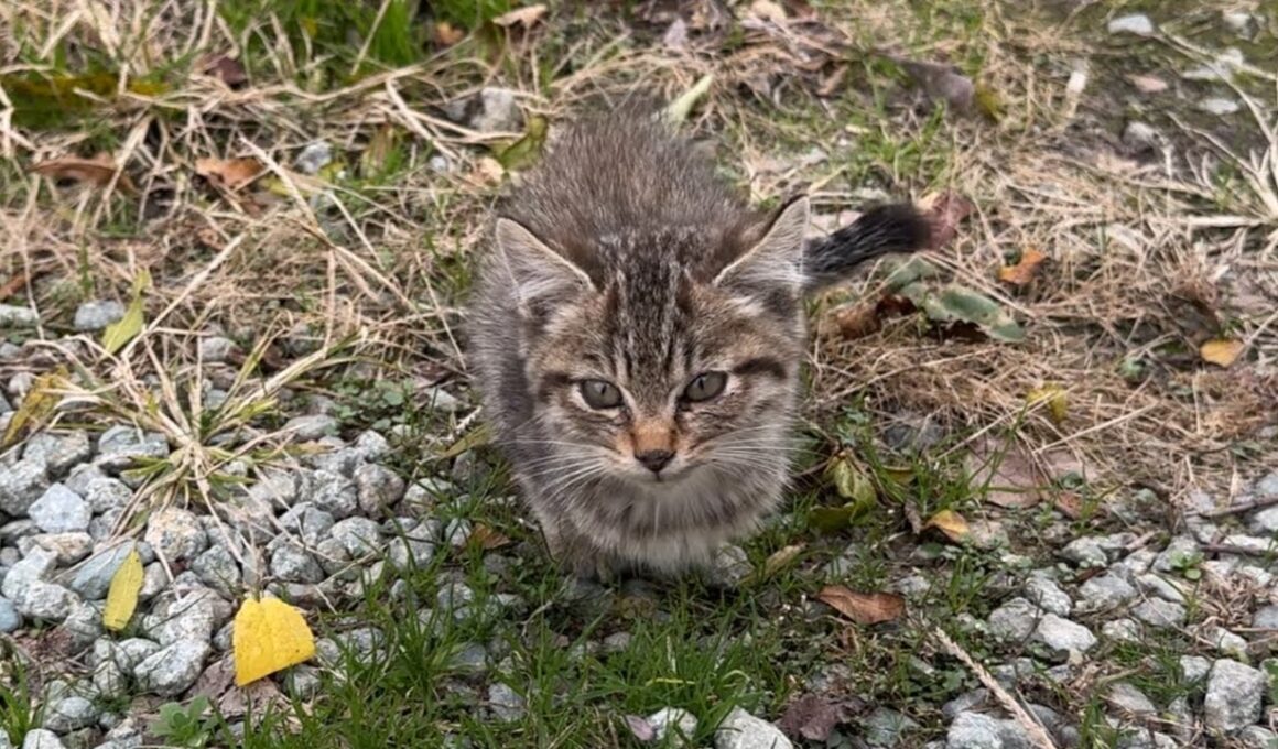 保護した子猫を眺めつつ晩酌LIVE配信🍻