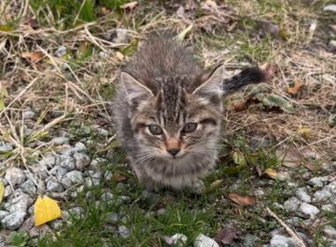 保護した子猫を眺めつつ晩酌LIVE配信🍻