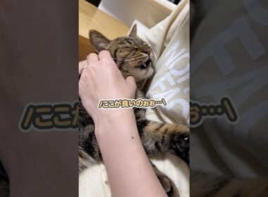 「ママのおひざで寝るのぉっ」と、ギュッと抱きついて離れない猫