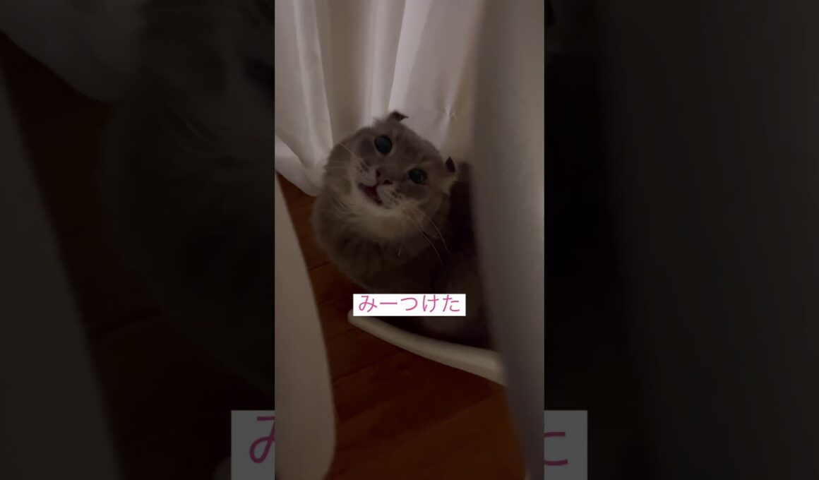 コーヒー飲んでたら #ねこ動画 #アメリカンカール #catshorts