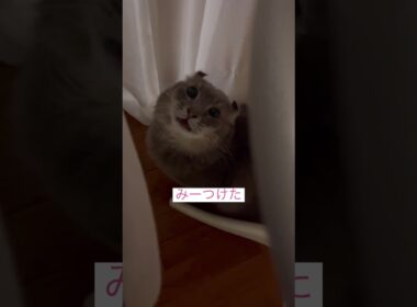 コーヒー飲んでたら #ねこ動画 #アメリカンカール #catshorts