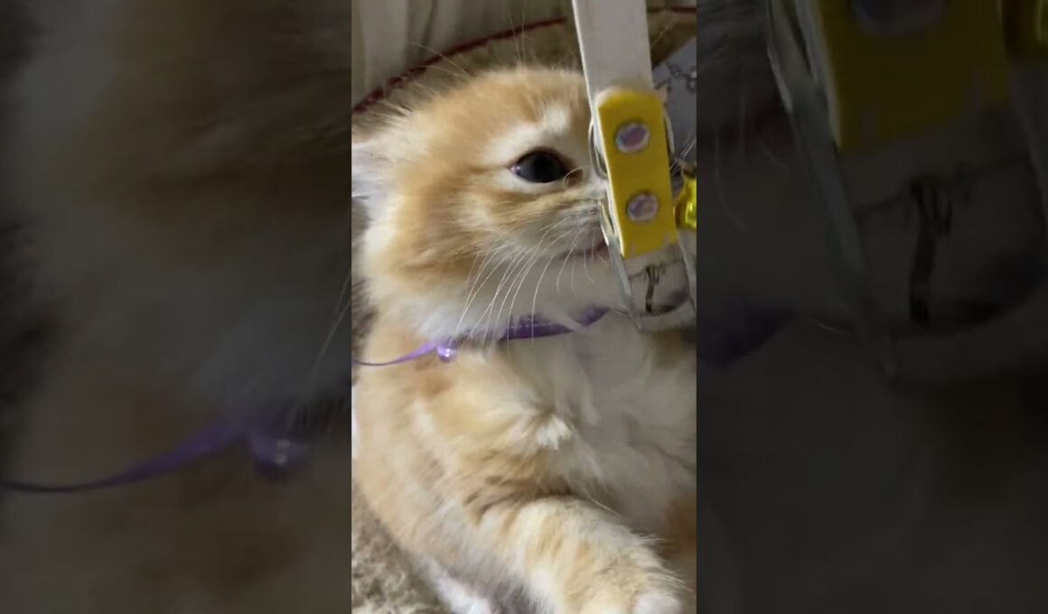 マンチカン 尾先が白で綺麗なレッドタビーのゴージャスなロングヘアーの男の子