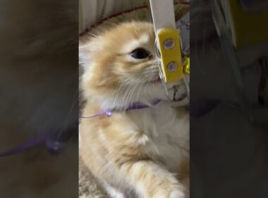 マンチカン 尾先が白で綺麗なレッドタビーのゴージャスなロングヘアーの男の子