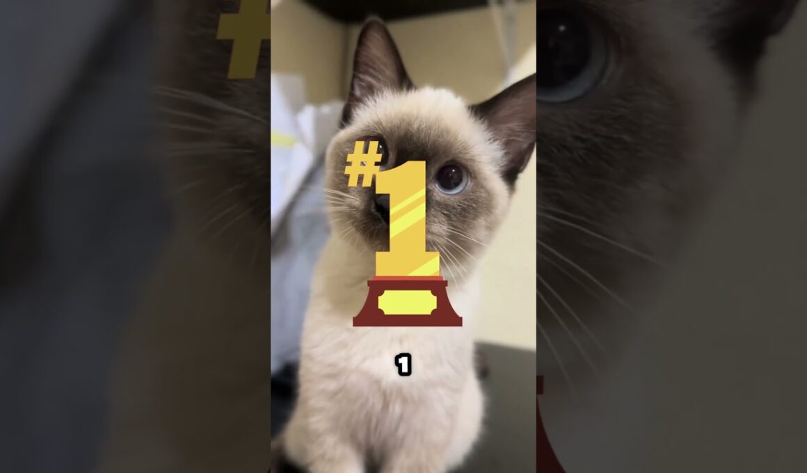 Cutest Cat Breeds!😻💕 #shorts #catsoftiktok #catsofinstagram