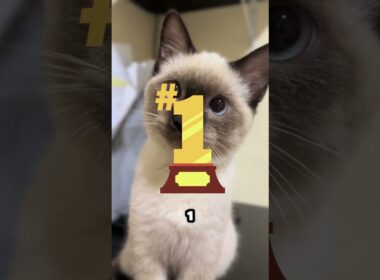 Cutest Cat Breeds!😻💕 #shorts #catsoftiktok #catsofinstagram