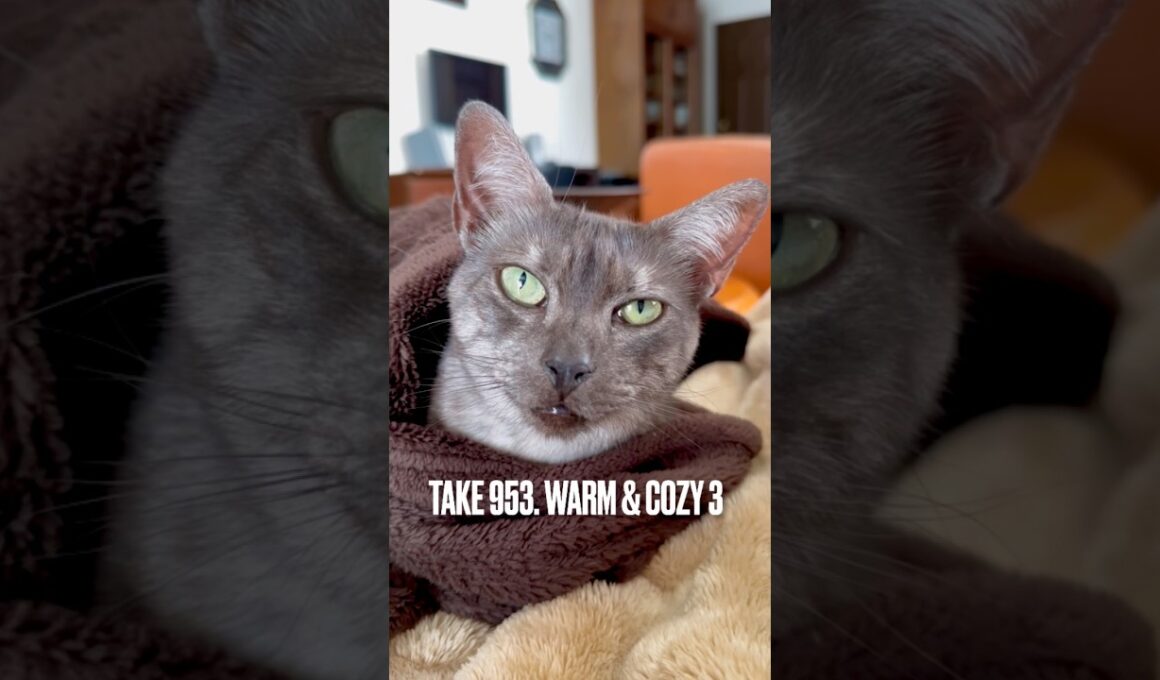 #ぬぐだまる #毛布でぬくぬく #寒がり猫 #egyptianmaucat #エジプシャンマウ #エジプシャンマウスモーク #エジプシャンマウの仲間たち #shorts