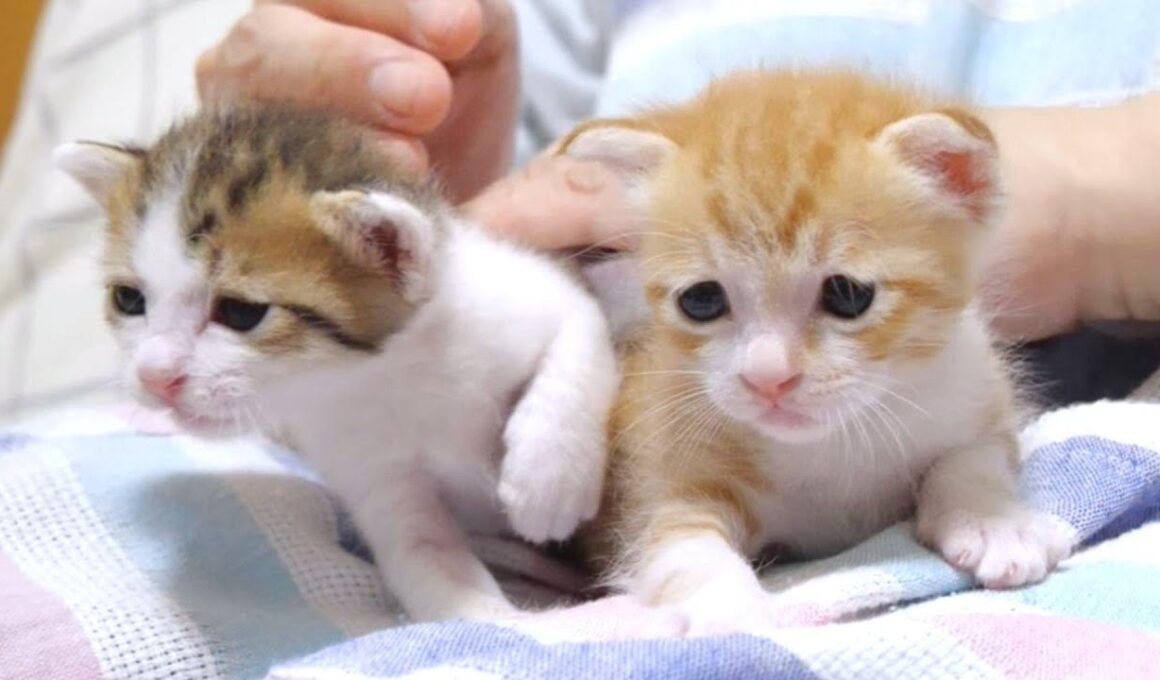 ミルクどこー？とヨチヨチ歩きで探す子猫たちがカワイイ【赤ちゃん猫　保護猫】