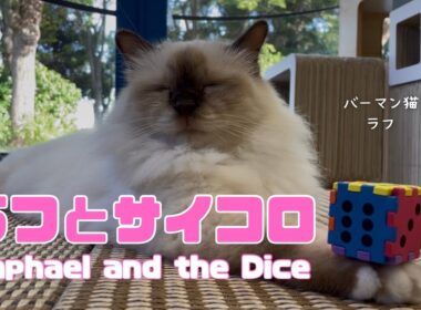 バーマン猫ラフ【ラフとサイコロ】Raphael and the Dice（バーマン猫）Birman/Cat