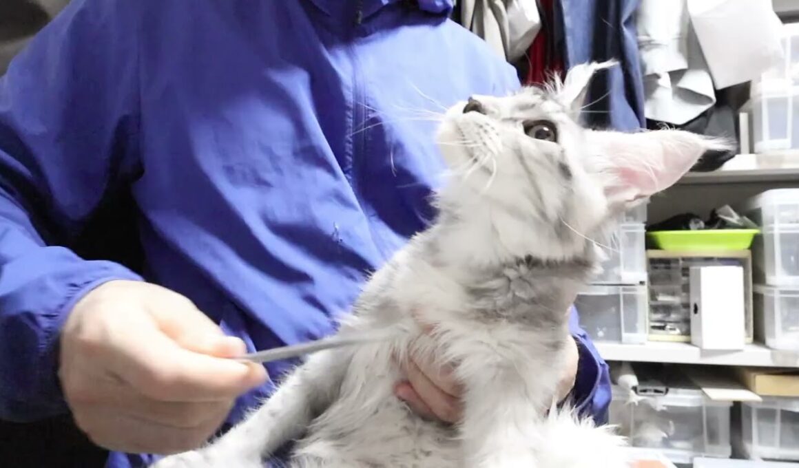 シルバーのメインクーンのぶちゃんを抱っこ