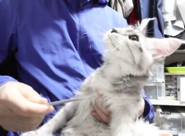 シルバーのメインクーンのぶちゃんを抱っこ