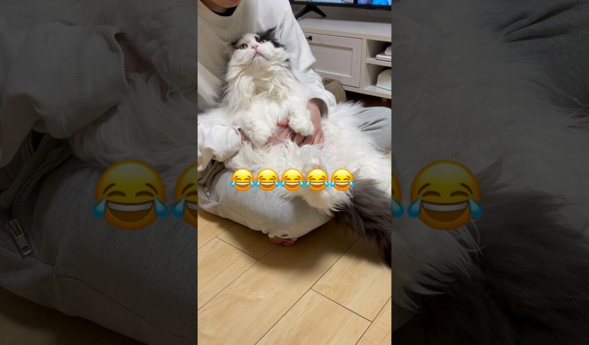 【比べてみた】大きいスコは本当に大きかったw(我が家調べ) #shorts #cat #ハチワレ #スコティッシュフォールド #保護猫 #シニア猫 #猫のいる暮らし #猫動画