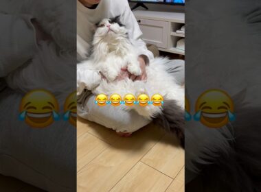 【比べてみた】大きいスコは本当に大きかったw(我が家調べ) #shorts #cat #ハチワレ #スコティッシュフォールド #保護猫 #シニア猫 #猫のいる暮らし #猫動画