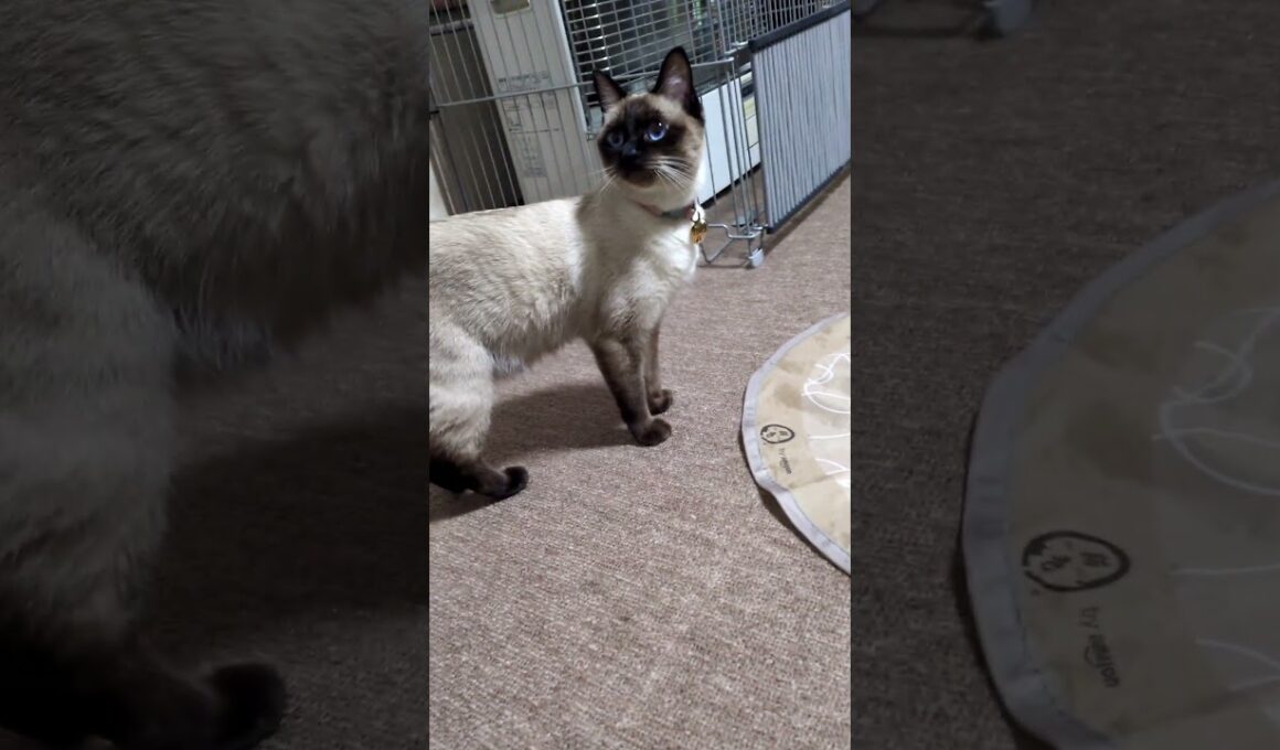 見て😻うちの推し シャム猫☆マロンちゃん #cat #catshorts #シャム猫 #しゃむねこ #保護猫  #ねこのいる生活 #ねこのいる暮らし