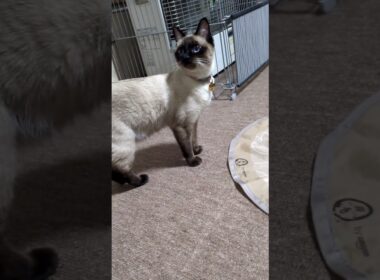 見て😻うちの推し シャム猫☆マロンちゃん #cat #catshorts #シャム猫 #しゃむねこ #保護猫  #ねこのいる生活 #ねこのいる暮らし