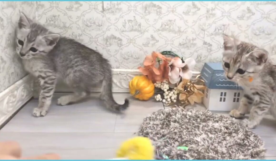 ペットショップcoo&riku No.00737513 エジプシャンマウ