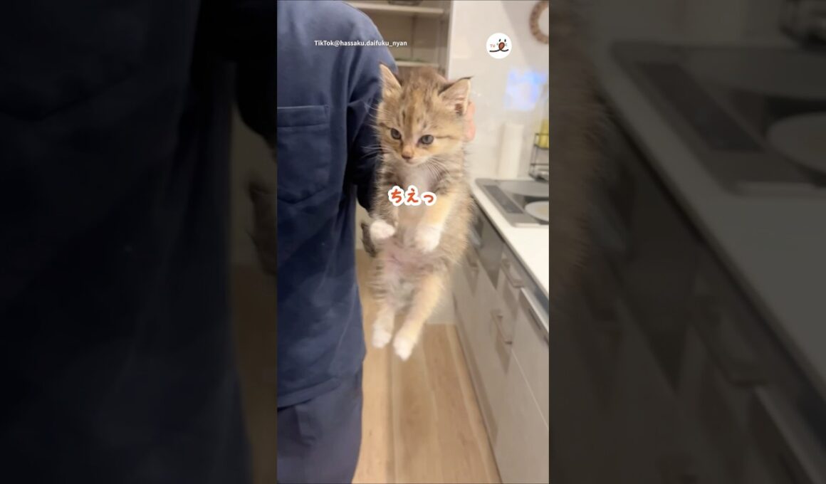 やんちゃすぎて強制送還｜PECO