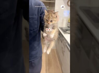 やんちゃすぎて強制送還｜PECO