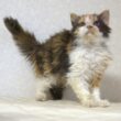 セルカークレックス子猫　Selkirk Rex　2025.5.28産まれ　キャリコ　三毛猫　巻き毛　女の子　シーダキャット猫のお店