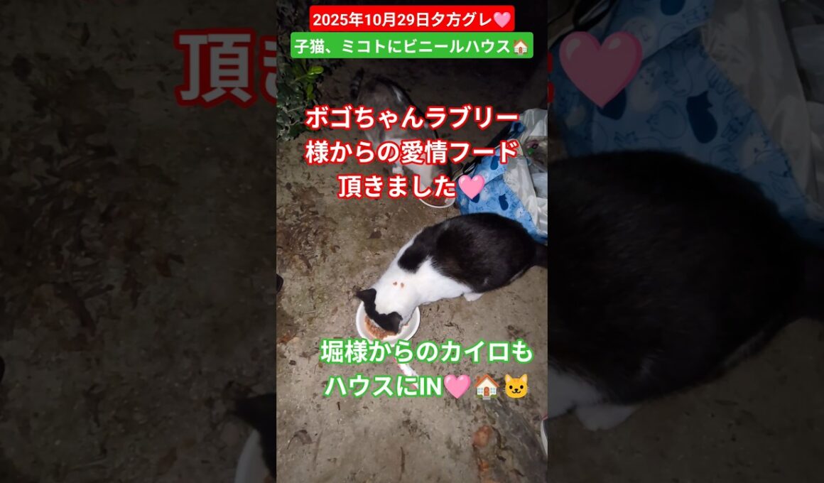 【2025年10月29日夕方グレ🩷】子猫とミコトの雨よけにビニールハウス🏠️🐱