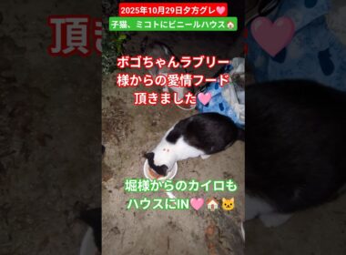 【2025年10月29日夕方グレ🩷】子猫とミコトの雨よけにビニールハウス🏠️🐱
