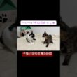 子猫小学校体育の時間、激突！子猫レスリング #cat  #猫  #ねこ  #保護猫 #cute #猫のいる暮らし #子猫 #shorts  #こねこ