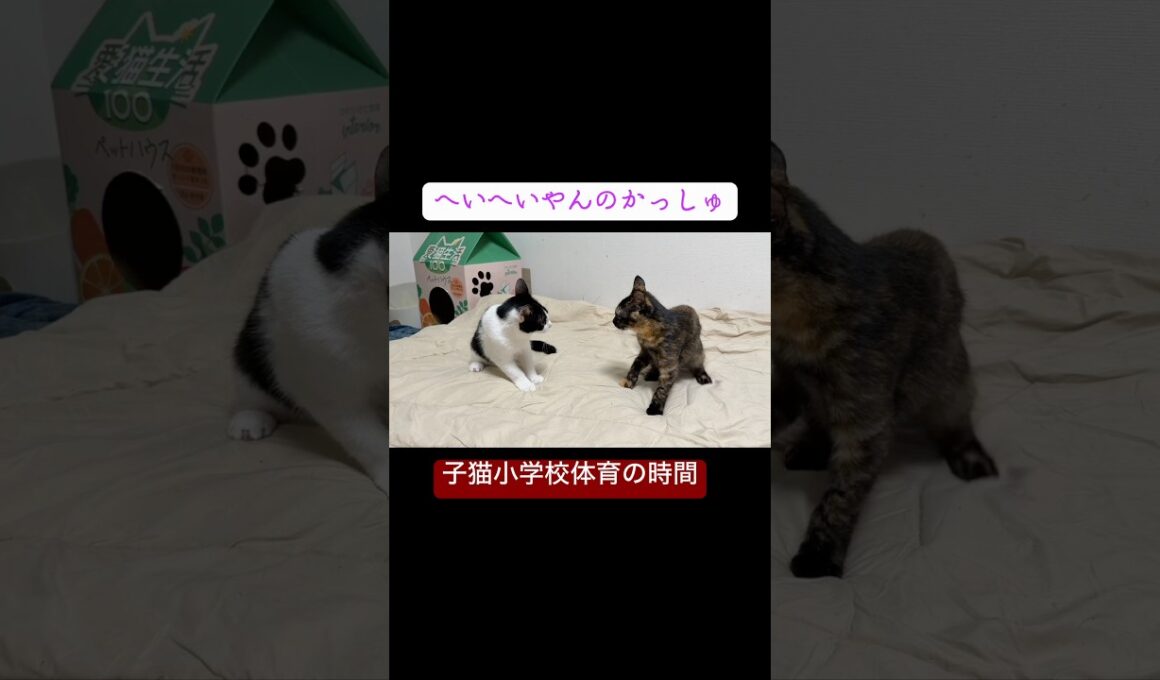 子猫小学校体育の時間、激突！子猫レスリング #cat  #猫  #ねこ  #保護猫 #cute #猫のいる暮らし #子猫 #shorts  #こねこ