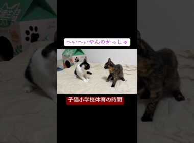 子猫小学校体育の時間、激突！子猫レスリング #cat  #猫  #ねこ  #保護猫 #cute #猫のいる暮らし #子猫 #shorts  #こねこ