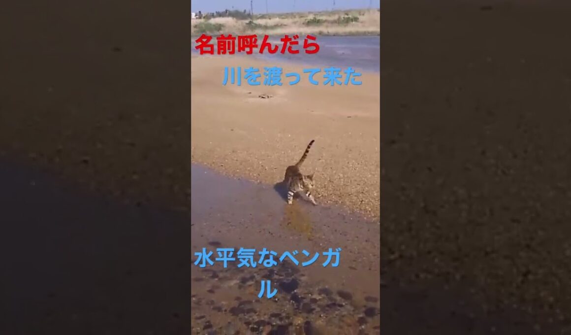 水の中に入る水が平気なベンガル猫Bengal cat that can enter the water 물속에 들어가는 물이 활기찬 벵골 고양이