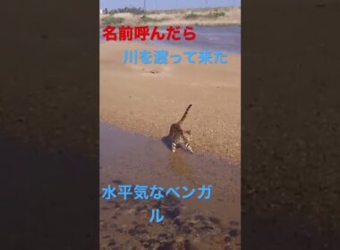 水の中に入る水が平気なベンガル猫Bengal cat that can enter the water 물속에 들어가는 물이 활기찬 벵골 고양이