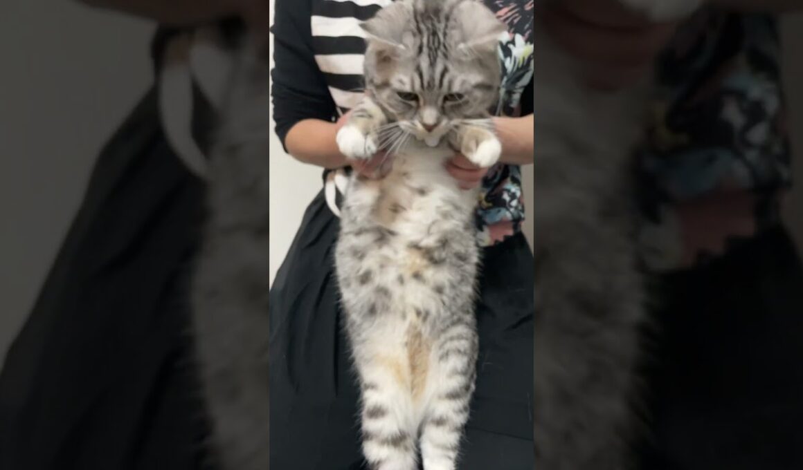 #ごまむぎちゃんねる #マンチカン #ショートレッグ #ロングレッグ #猫 #猫ミーム #cat #cute