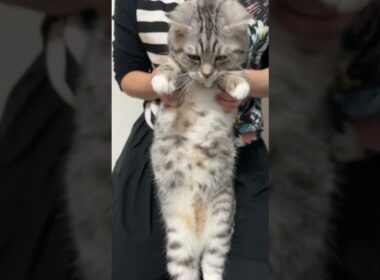 #ごまむぎちゃんねる #マンチカン #ショートレッグ #ロングレッグ #猫 #猫ミーム #cat #cute