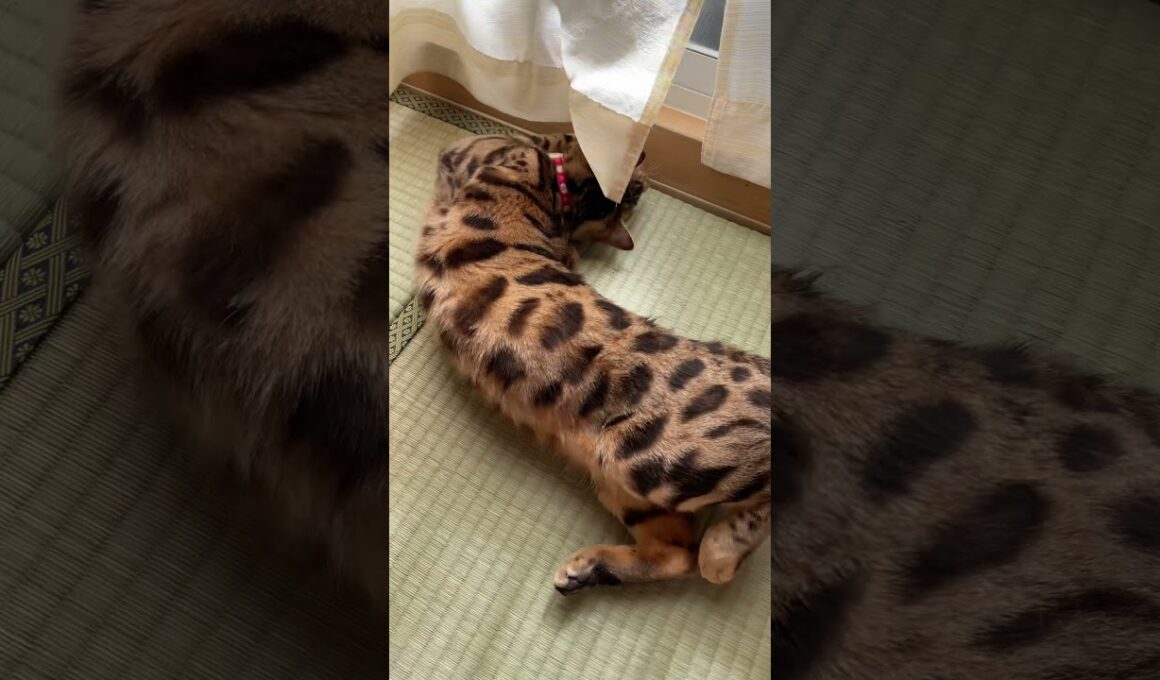 猫の上で寝転ぶ子猫 [シンガプーラ] [ベンガル]