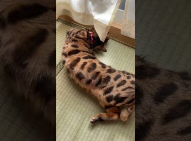 猫の上で寝転ぶ子猫 [シンガプーラ] [ベンガル]