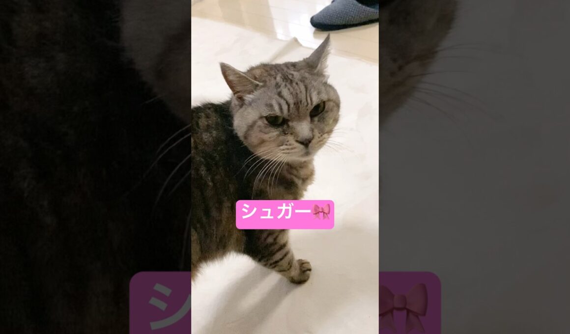 みんなでまったり♪︎ #shorts #cat #cutecat #猫 #ねこ #ハチワレ #サバトラ #キジトラ