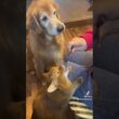 おやつだよー！#ゴールデンレトリバー #ヨーキー #ソマリ #日本セラピードッグ協会 #おやつの時間
