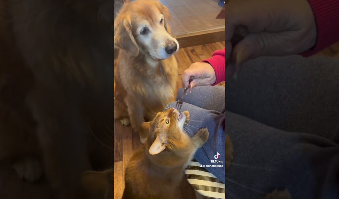 おやつだよー！#ゴールデンレトリバー #ヨーキー #ソマリ #日本セラピードッグ協会 #おやつの時間