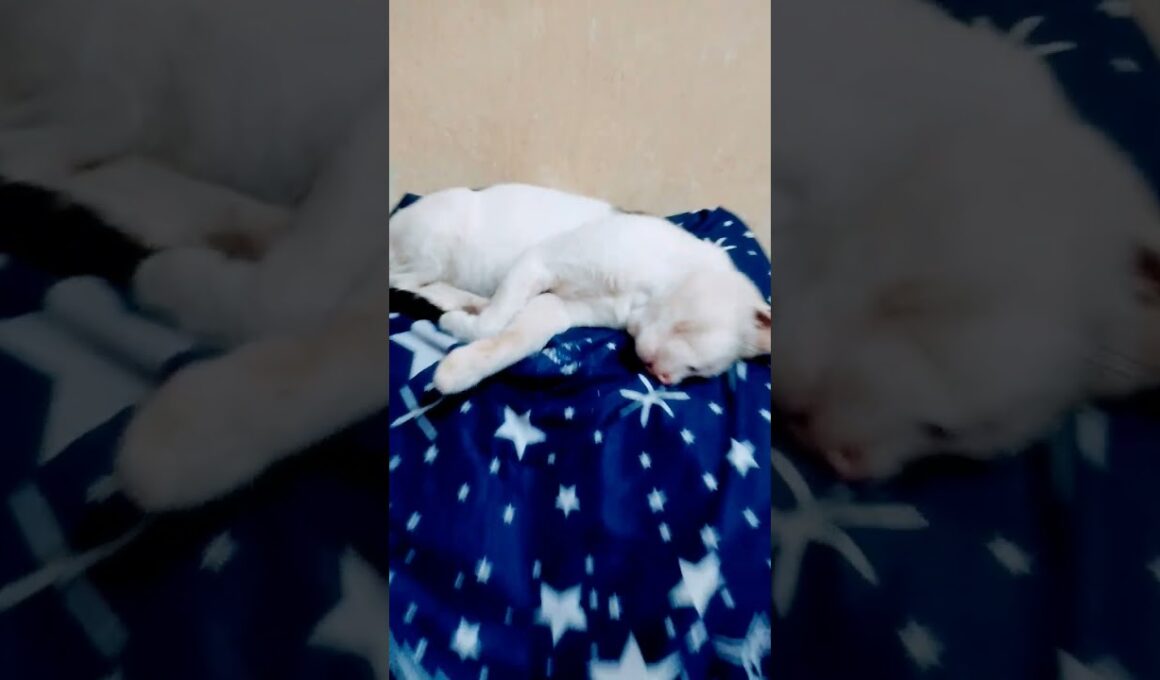 cat snoring #cute #funny #cat #赤ちゃん #cutecat #子ネコ #cutepet #turkishcat #cuteanimal #animals