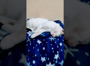 cat snoring #cute #funny #cat #赤ちゃん #cutecat #子ネコ #cutepet #turkishcat #cuteanimal #animals