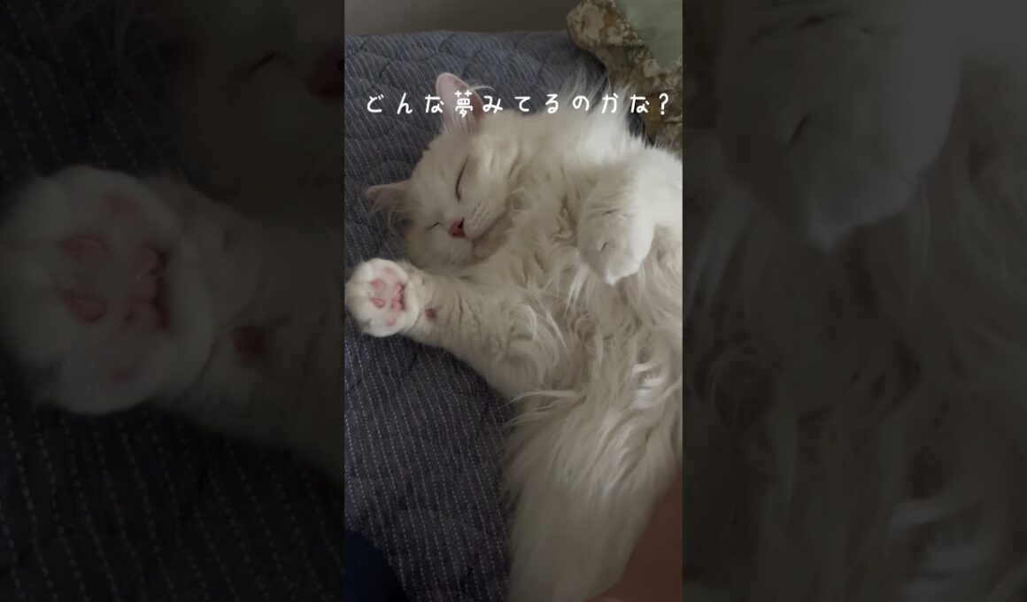 【ラガマフィン】夢の中でふみふみ　#shorts #cat #ねこ #ラガマフィン