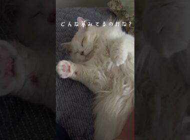 【ラガマフィン】夢の中でふみふみ　#shorts #cat #ねこ #ラガマフィン